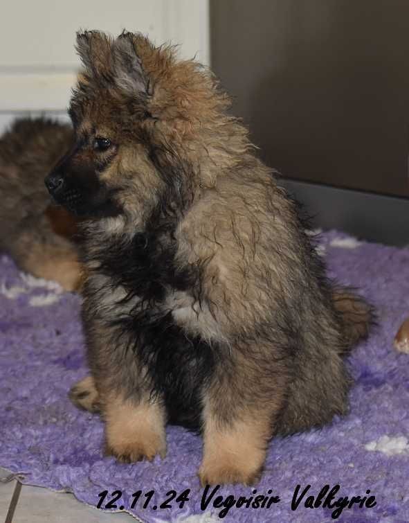 Des crinières de feu - Chiot disponible  - Eurasier