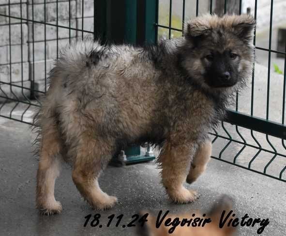 Des crinières de feu - Chiot disponible  - Eurasier