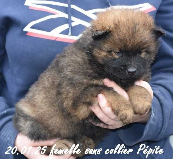 Des crinières de feu - Chiot disponible  - Eurasier