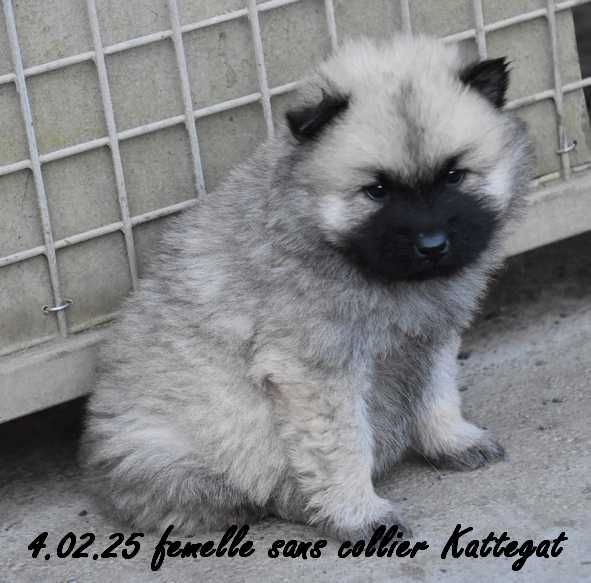 Des crinières de feu - Chiot disponible  - Eurasier