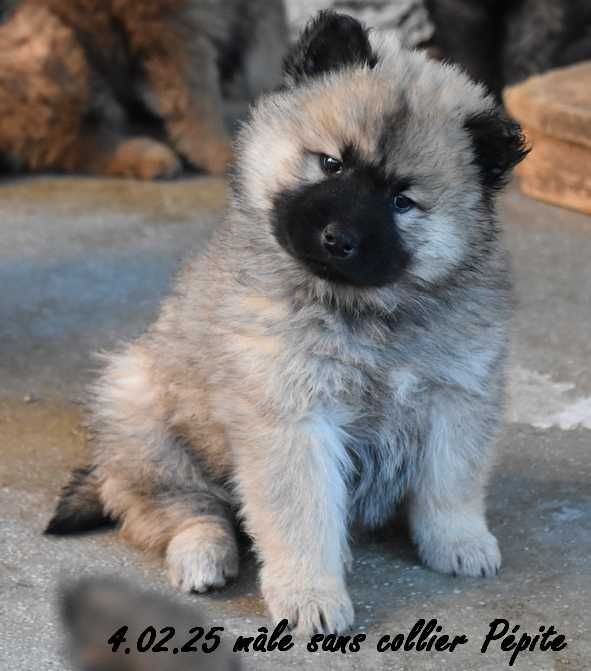 Des crinières de feu - Chiot disponible  - Eurasier