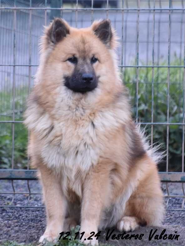 Des crinières de feu - Chiot disponible  - Eurasier