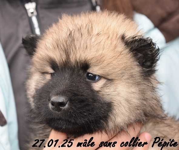 Des crinières de feu - Chiot disponible  - Eurasier