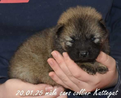 Des crinières de feu - Eurasier - Portée née le 24/12/2024