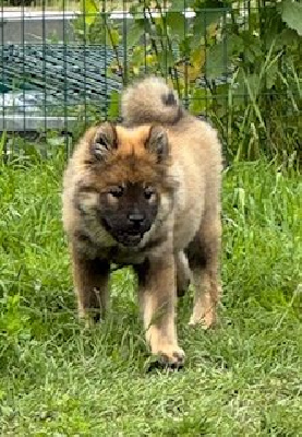 Des crinières de feu - Eurasier - Portée née le 22/02/2024