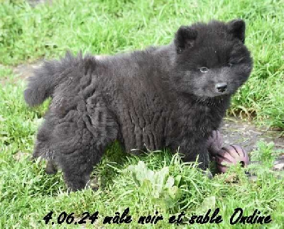 Des crinières de feu - Eurasier - Portée née le 22/04/2024