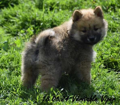 Des crinières de feu - Eurasier - Portée née le 24/04/2024