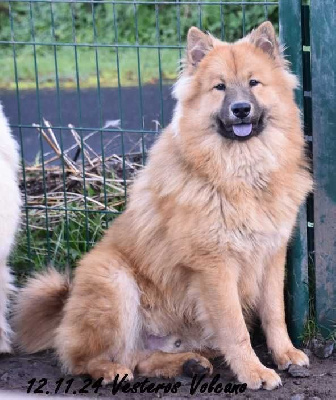 Des crinières de feu - Eurasier - Portée née le 17/02/2024