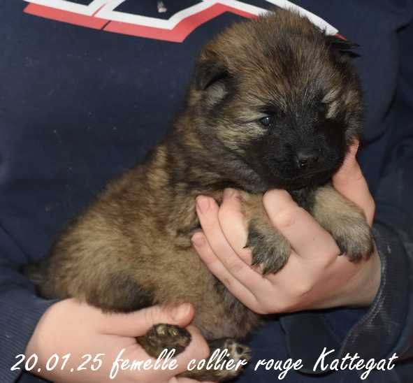 Des crinières de feu - Chiot disponible  - Eurasier