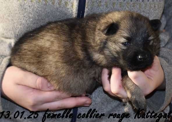 Des crinières de feu - Chiot disponible  - Eurasier