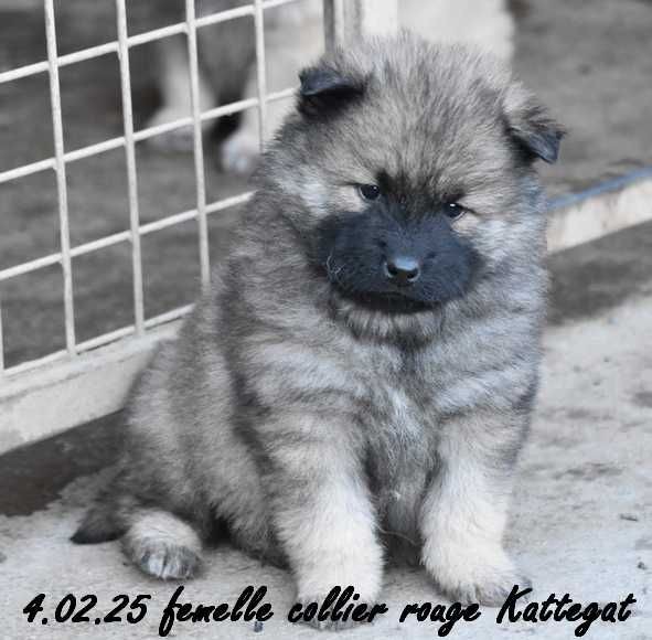 Des crinières de feu - Chiot disponible  - Eurasier