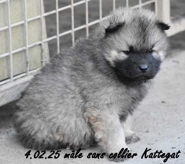 Des crinières de feu - Chiot disponible  - Eurasier