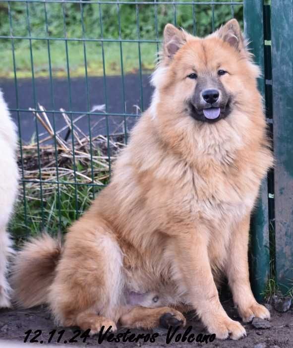 Des crinières de feu - Chiot disponible  - Eurasier