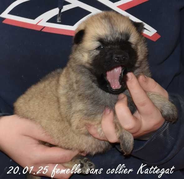 Des crinières de feu - Chiot disponible  - Eurasier