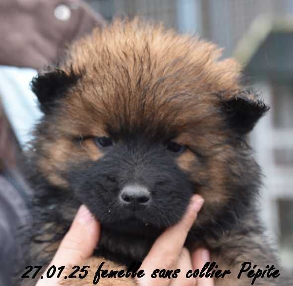 Des crinières de feu - Chiot disponible  - Eurasier