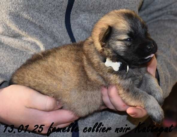 Des crinières de feu - Chiot disponible  - Eurasier