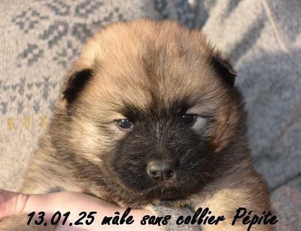 Des crinières de feu - Chiot disponible  - Eurasier