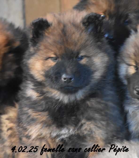 Des crinières de feu - Chiot disponible  - Eurasier