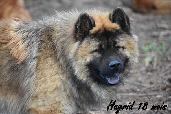 Hagrid solaga