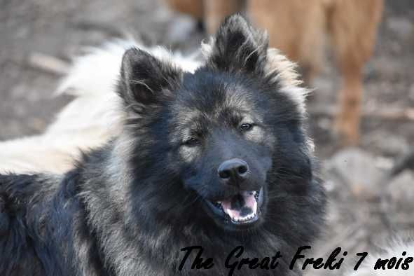 The great freki Des crinières de feu