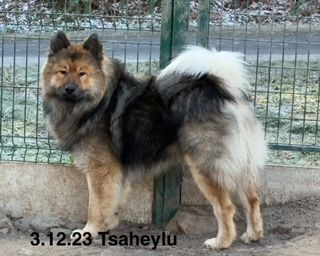 Tsaheylu Des crinières de feu