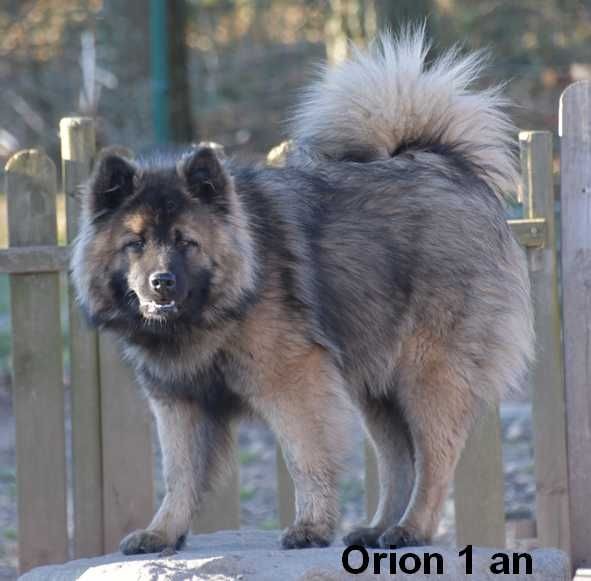 Orion Des crinières de feu