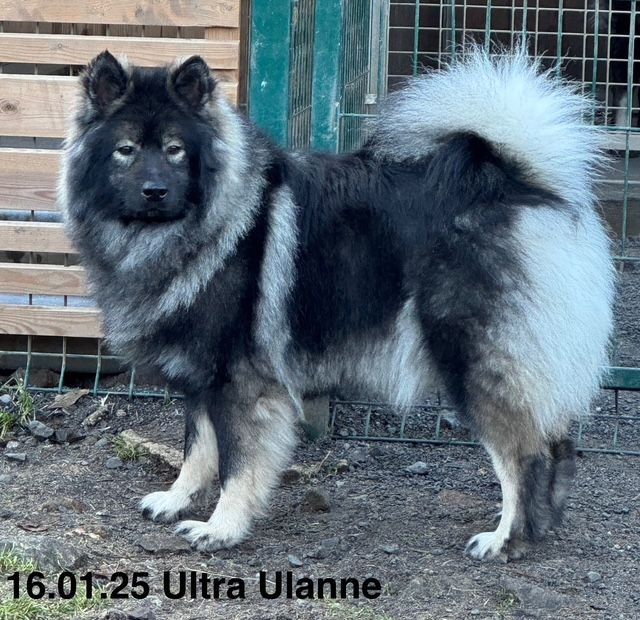 Ultra ulanne Des crinières de feu