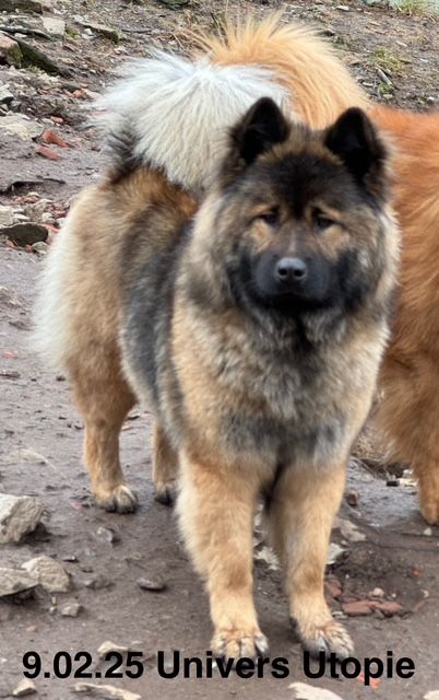 Univers utopie Des crinières de feu