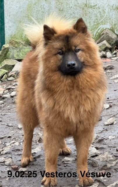 Vesteros vésuve Des crinières de feu