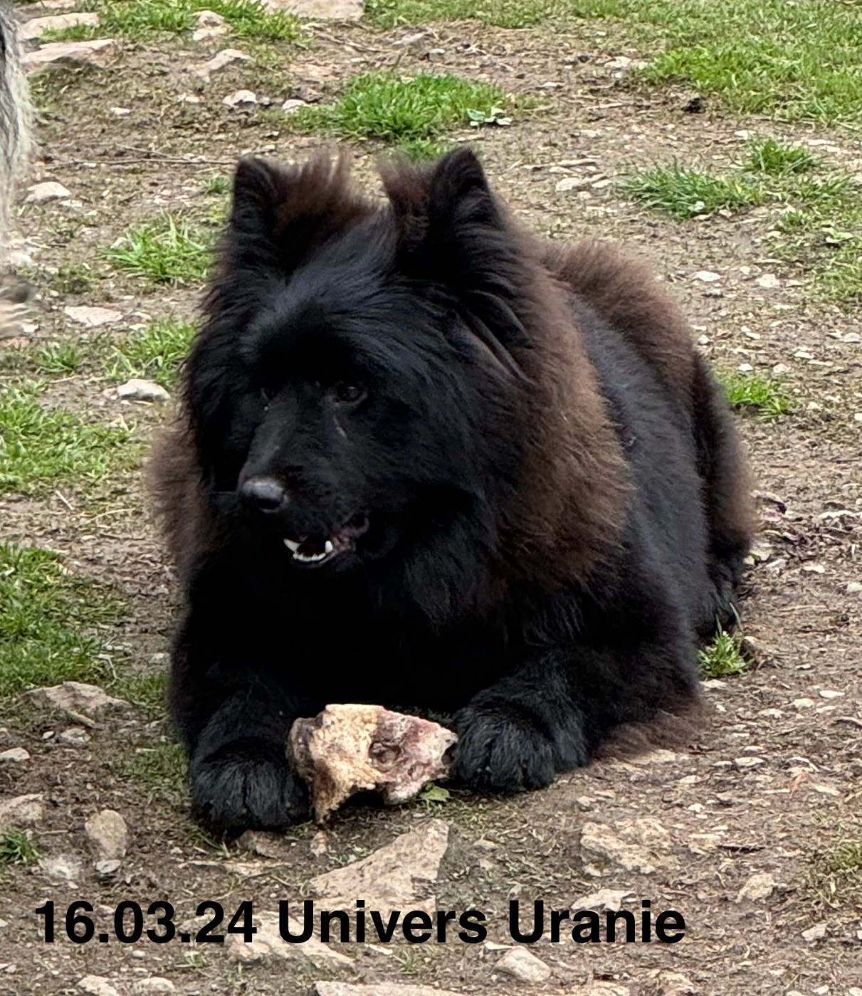 Univers uranie Des crinières de feu