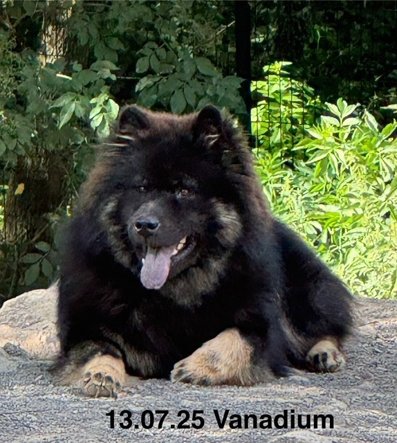 Vanadium De Prana Des Loups