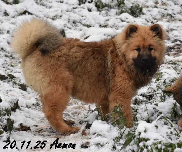 Aemon Du Domaine D'Alvheim