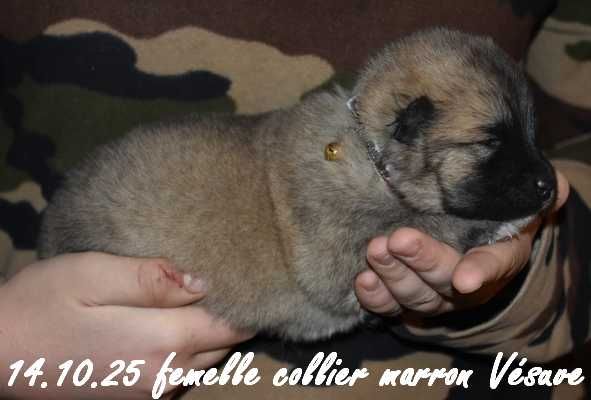 Des crinières de feu - Chiots disponibles - Eurasier