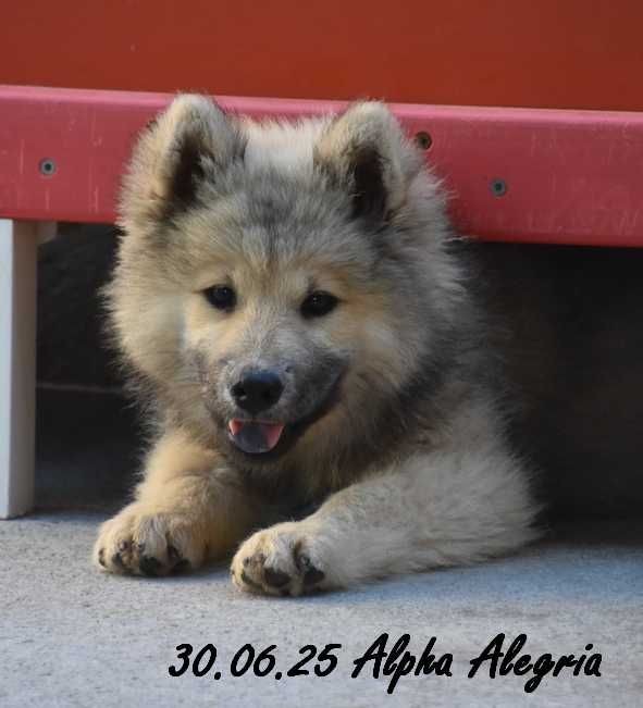 Des crinières de feu - Chiots disponibles - Eurasier