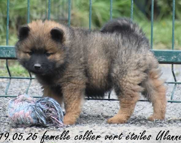 Des crinières de feu - Chiots disponibles - Eurasier