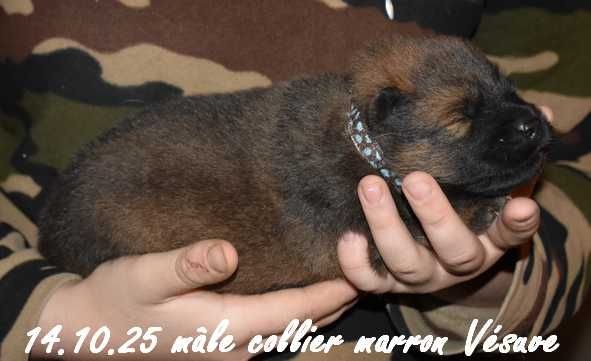 Des crinières de feu - Chiots disponibles - Eurasier