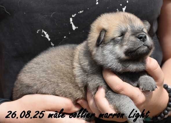 Des crinières de feu - Chiots disponibles - Eurasier