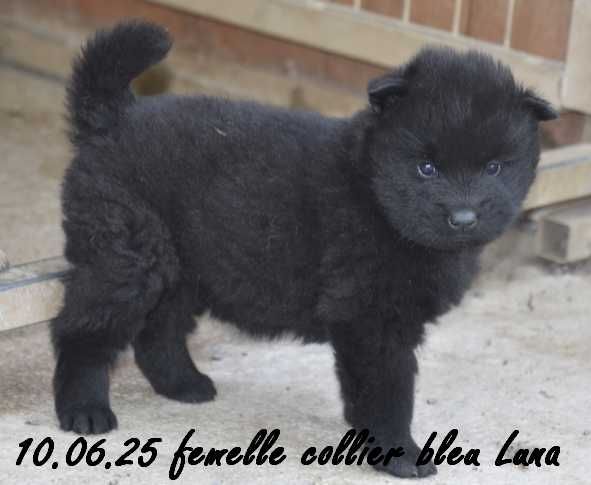 Des crinières de feu - Chiots disponibles - Eurasier