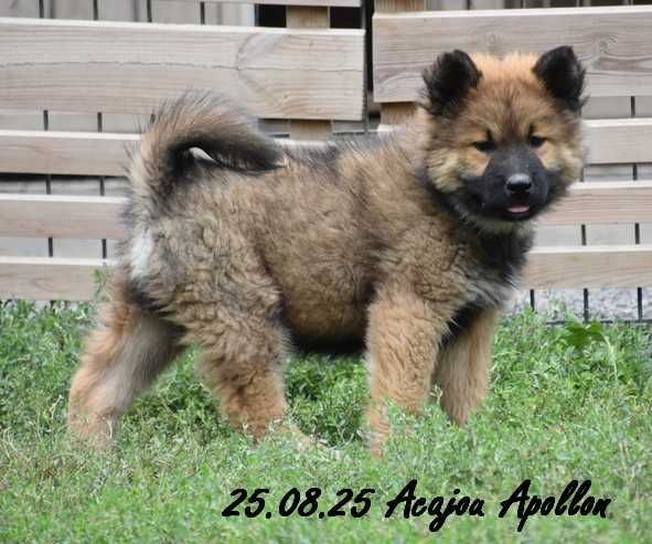 Des crinières de feu - Chiots disponibles - Eurasier