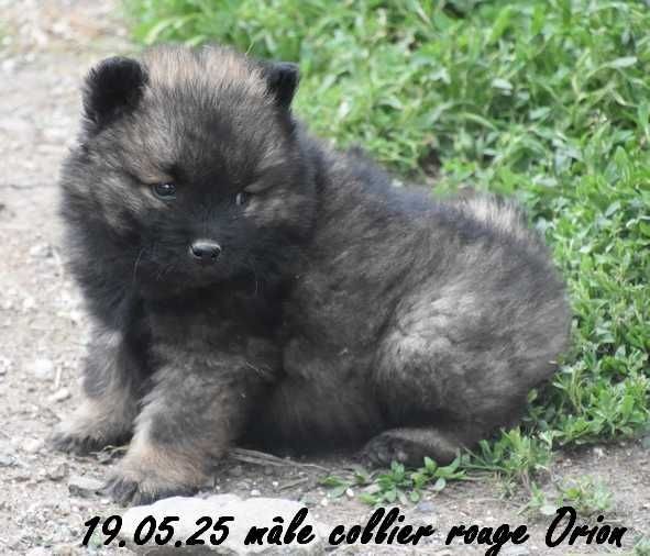 Des crinières de feu - Chiots disponibles - Eurasier