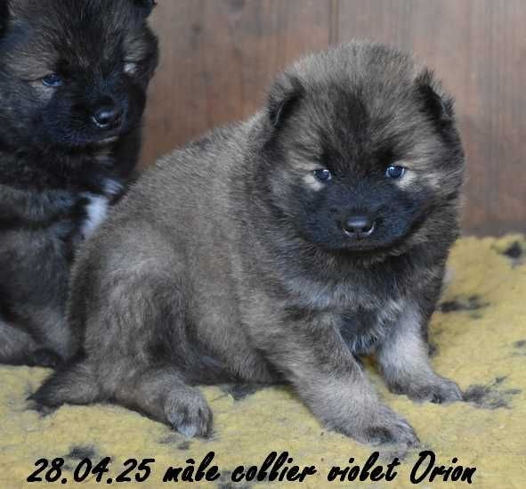 Des crinières de feu - Chiots disponibles - Eurasier