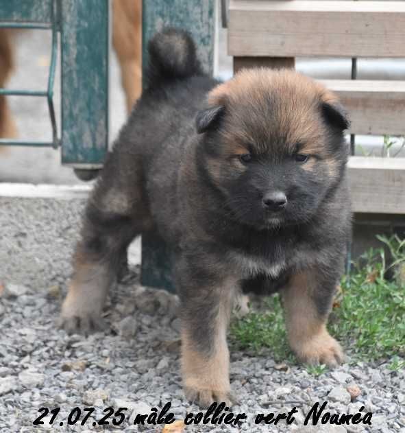 Des crinières de feu - Eurasier - Portée née le 19/06/2025
