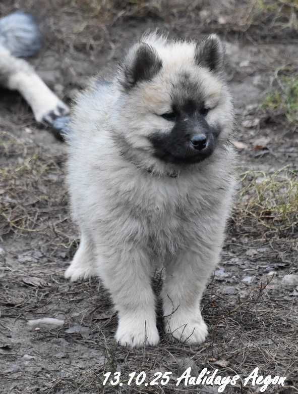 Des crinières de feu - Chiots disponibles - Eurasier