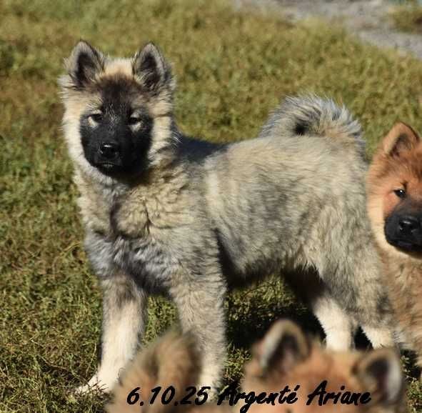 Des crinières de feu - Chiots disponibles - Eurasier