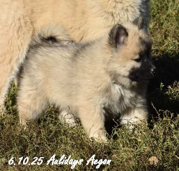Des crinières de feu - Chiots disponibles - Eurasier