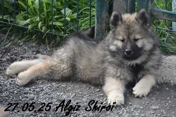 Des crinières de feu - Chiots disponibles - Eurasier