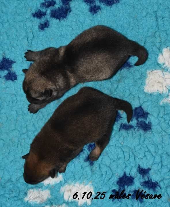 Des crinières de feu - Chiots disponibles - Eurasier