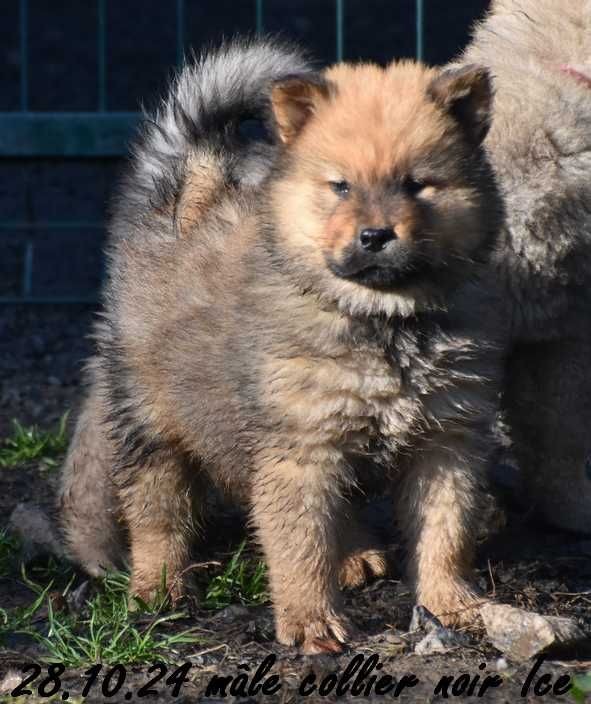 Des crinières de feu - Eurasier - Portée née le 11/09/2024