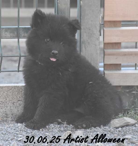 Des crinières de feu - Chiots disponibles - Eurasier