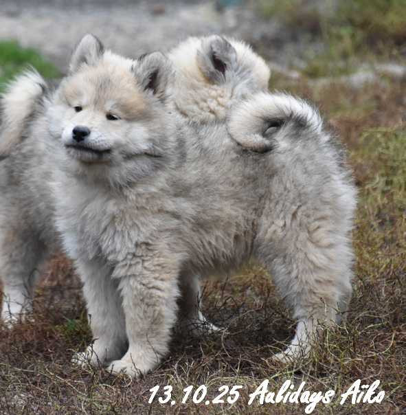 Des crinières de feu - Chiots disponibles - Eurasier